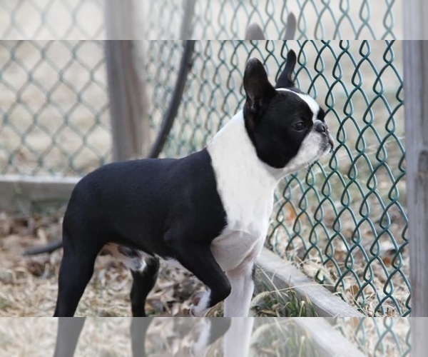 Medium Photo #1 Boston Terrier Puppy For Sale in HENNING, MN, USA