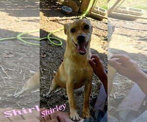 Shirley - Female Feist Terrier-Rat Terrier Mix Dog for Adoption - Photo #2