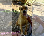 Small #1 Feist Terrier-Rat Terrier Mix