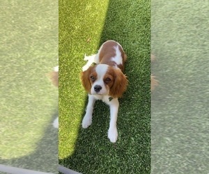 Father of the Cavapoo puppies born on 04/24/2025