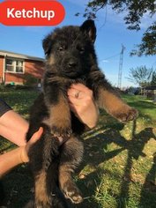 German Shepherd Dog Puppy for sale in FORT JENNINGS, OH, USA