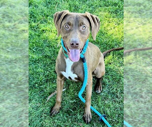 Medium Photo #1 Pointer-Unknown Mix Puppy For Sale in Sacramento, CA, USA