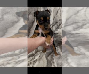 Jack Russell Terrier Puppy for sale in MOUNT CARMEL, PA, USA
