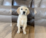 Small Photo #26 Golden Retriever Puppy For Sale in DEARBORN, MO, USA