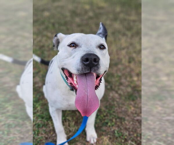 Medium Photo #3 Mutt Puppy For Sale in Shreveport, LA, USA