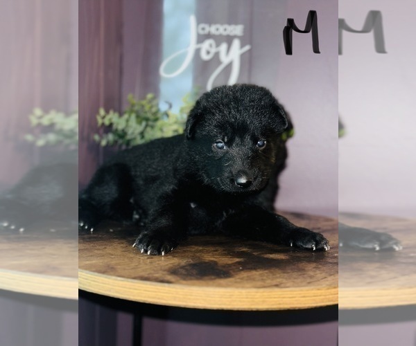 Medium Photo #2 German Shepherd Dog Puppy For Sale in ROCKFIELD, KY, USA