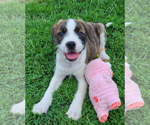 Bearded Collie-Unknown Mix Dogs for adoption in Des Moines, IA, USA