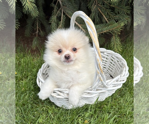 Medium Photo #3 Pomeranian Puppy For Sale in MIDDLEBURY, IN, USA
