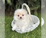 Small #2 Pomeranian