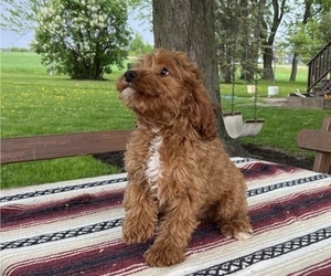 Cockapoo Puppy for sale in THORP, WI, USA