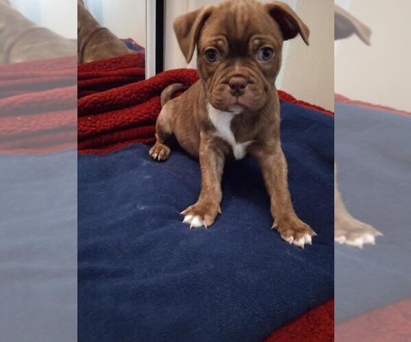 Medium Photo #1 Buggs Puppy For Sale in MUSKEGON, MI, USA
