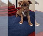 Small Photo #1 Buggs Puppy For Sale in MUSKEGON, MI, USA