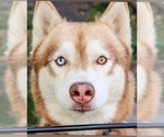 Small Photo #1 Siberian Husky Puppy For Sale in BUTLER, NJ, USA