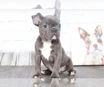Small Photo #1 French Bulldog Puppy For Sale in RED LION, PA, USA