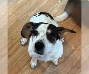 Beagle-Unknown Mix Dogs for adoption in Carrollton, TX, USA