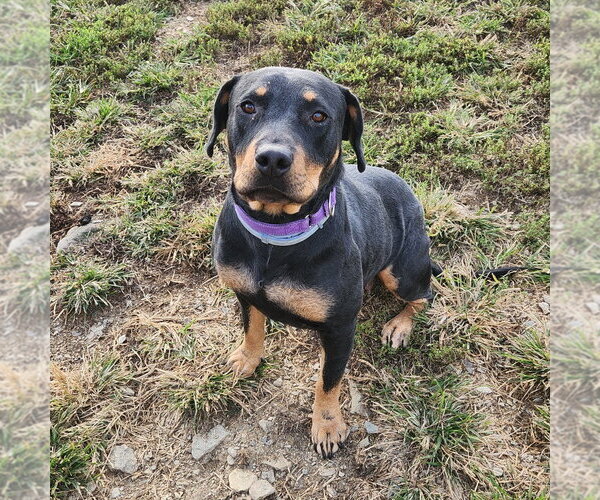 Medium Photo #1 Rottweiler Puppy For Sale in Walnutport, PA, USA