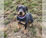 Dottie - Female Rottweiler Dog for Adoption - Small photo