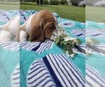 Small #4 Basset Hound
