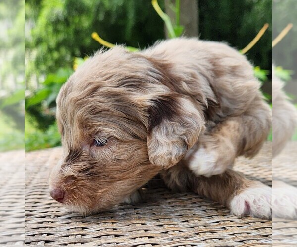 Medium Photo #7 F2 Aussiedoodle Puppy For Sale in COLUMBIA, TN, USA