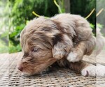 Small #6 F2 Aussiedoodle