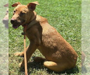 Retriever -Unknown Mix Dogs for adoption in Newfoundland, PA, USA