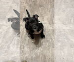 Small #3 American Pit Bull Terrier-Labrador Retriever Mix
