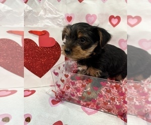 Medium Yorkshire Terrier