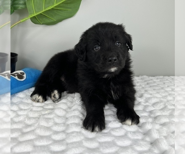 Medium Photo #2 Golden Retriever-Miniature American Shepherd Mix Puppy For Sale in FRANKLIN, IN, USA