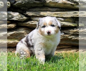 Australian Shepherd Puppy for sale in DELTA, PA, USA