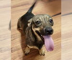 Small Chiweenie
