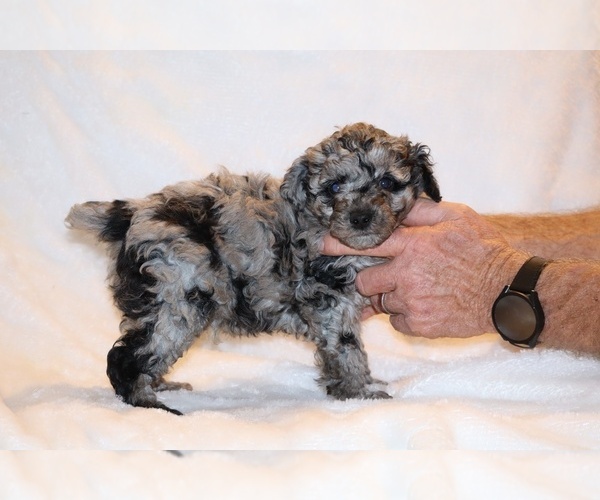 Medium Photo #7 Poodle (Toy) Puppy For Sale in DYERSBURG, TN, USA