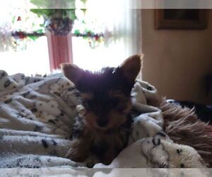 Yorkshire Terrier Puppy for sale in LE ROY, KS, USA