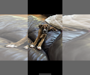 Boxer Puppy for sale in PLAINFIELD, IL, USA
