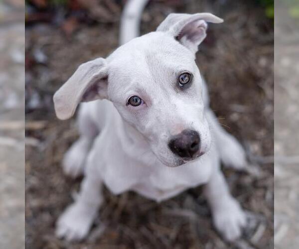 Medium Photo #10 Labrador Retriever-Unknown Mix Puppy For Sale in San Diego, CA, USA