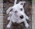 Small #9 Labrador Retriever Mix
