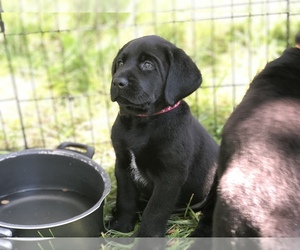 Labrador Retriever Puppy for sale in EUGENE, OR, USA