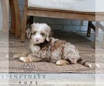 Small #1 Bernedoodle (Miniature)