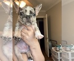 Small #2 French Bulldog