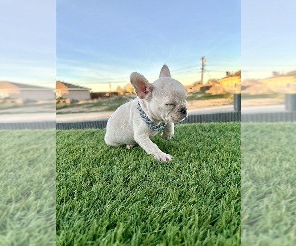 Medium Photo #2 French Bulldog Puppy For Sale in CHARLOTTESVILLE, VA, USA