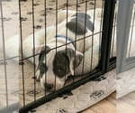 Small Photo #3 American Bully Puppy For Sale in EVERETT, WA, USA