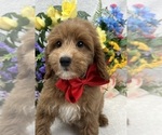 Small Photo #14 Goldendoodle (Miniature) Puppy For Sale in BULLARD, TX, USA