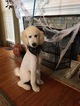 Small Photo #1 Goldendoodle Puppy For Sale in ABBEVILLE, SC, USA