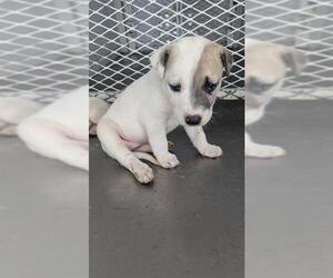 Mutt Dogs for adoption in Bakersfield, CA, USA