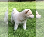 Small Photo #12 Shiba Inu Puppy For Sale in SNOHOMISH, WA, USA
