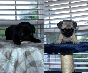 Pug Puppy for sale in MEBANE, NC, USA