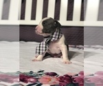 Small Photo #2 American Pit Bull Terrier Puppy For Sale in BONNEY LAKE, WA, USA