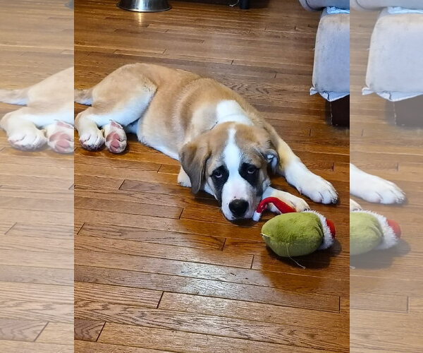 Medium Photo #4 Saint Pyrenees Puppy For Sale in Oro Medonte, Ontario, Canada