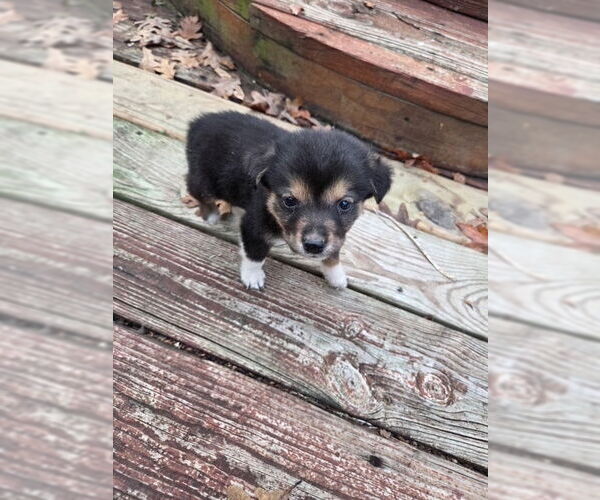 Medium Photo #4 Labrador Retriever-Unknown Mix Puppy For Sale in Oak Bluffs, MA, USA
