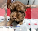 Small #11 Yorkshire Terrier