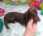 Small #1 Dachshund